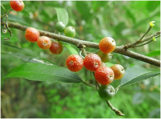 湖南有哪些特色水果，湖南人最全山里野果子