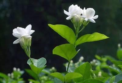 芙蓉花花语，芙蓉花花语及寓意（100种花的花语，太全了！）