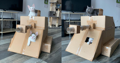 如何用最简单的材料给猫咪做玩具，如何用最简单的材料给猫咪做玩具熊（网友给家里的猫打造纸箱坦克）