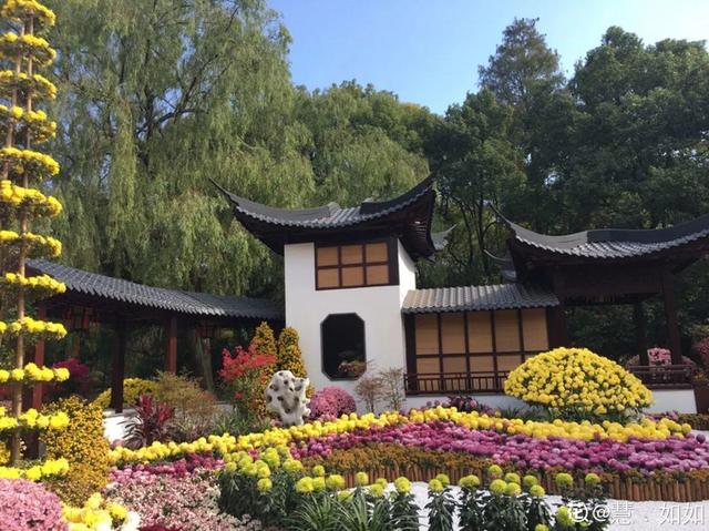 荷花有几种颜色，莲花有几种颜色分别是象征什么（1盆菊花售价1.2万）