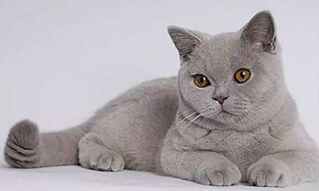 虎斑暹罗猫，银渐层、重点色、虎斑傻傻分不清（海豹虎斑暹罗猫）