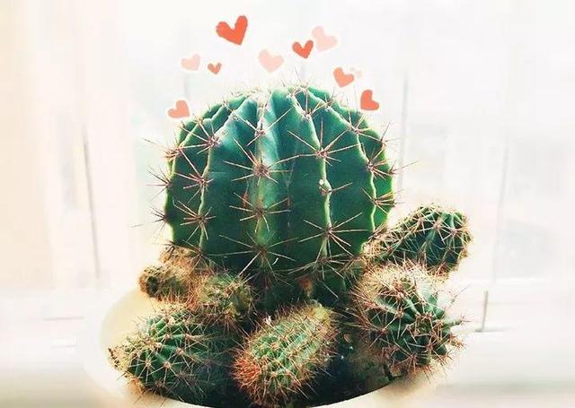 观音莲的花语，观音菩萨与莲花的寓意（守护你的小幸福）