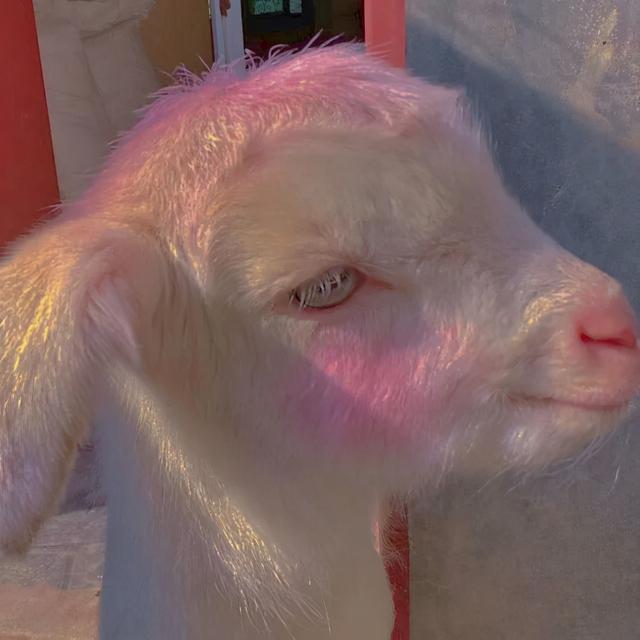 2,适合做头像的羊的照片:羊的专属头像3,羊,羊,小山羊,年纪不大胡子长