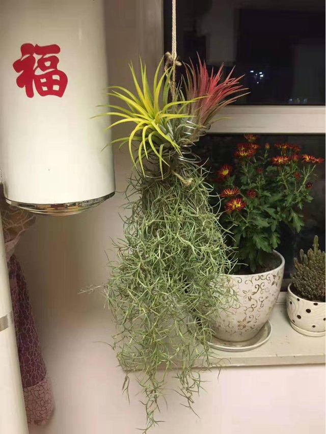 空气凤梨的浇水方法，空气凤梨植物室内养殖方法有哪些