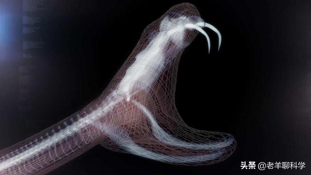 蛇是怎么冬眠的，蛇冬天怎么休眠（蛇在冬眠时“任鼠宰割”）