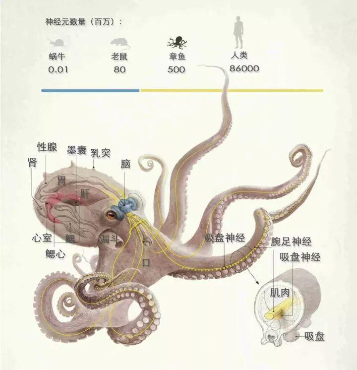 章鱼智力超群却未发展文明，探究其进化路径与环境限制之谜