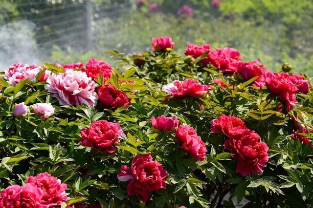 我国国花是什么花，中国国花是什么花（中国国花是什么花）