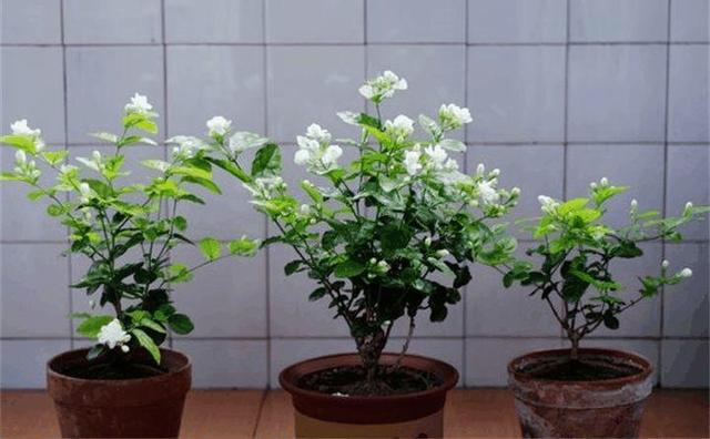 住宅大门朝东，住宅大门朝东风水布局（家里的大门朝哪）