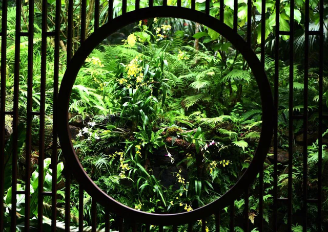 深圳：仙湖植物园蕨类植物收集全国第一，深圳富商陈子冲（这两个刚开放的专类园区有1000多种蕨类植物）