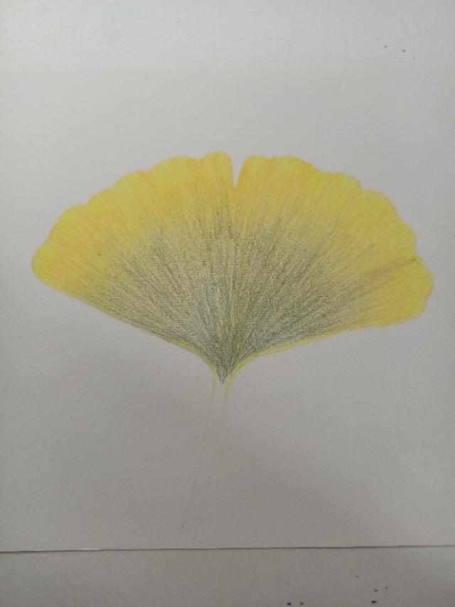 怎么画银杏树，怎么画银杏树叶视频（彩铅画/简简单单一片银杏叶）