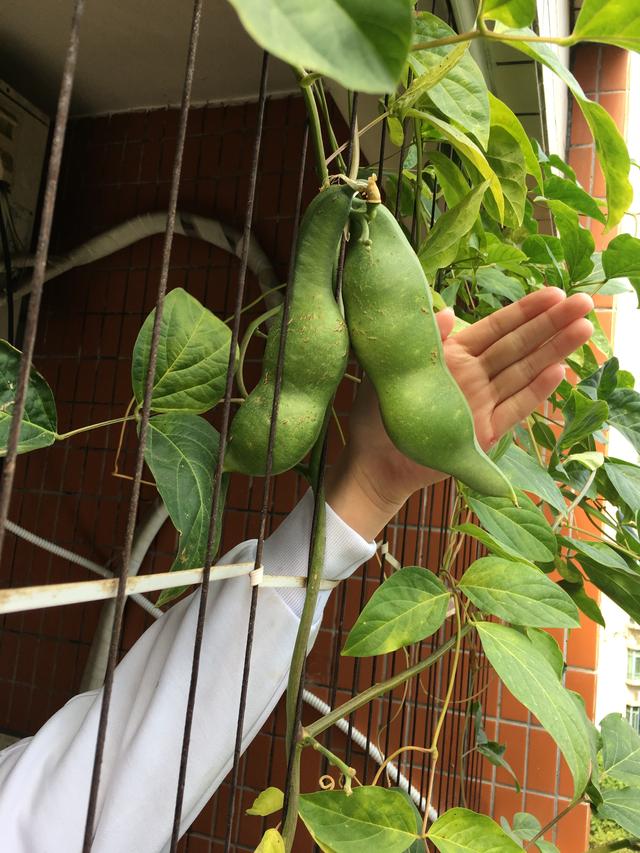 魔豆是什么植物，魔豆是什么植物的种子（神奇的魔豆，你种过吗）