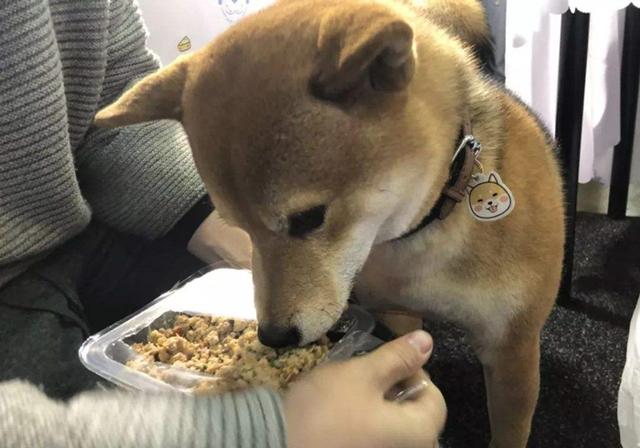 人能吃狗粮吗吃了会有什么害处吗，人能吃狗粮吗吃了会有什么害处吗视频（长期喂食泡软狗粮无助肠胃吸收）