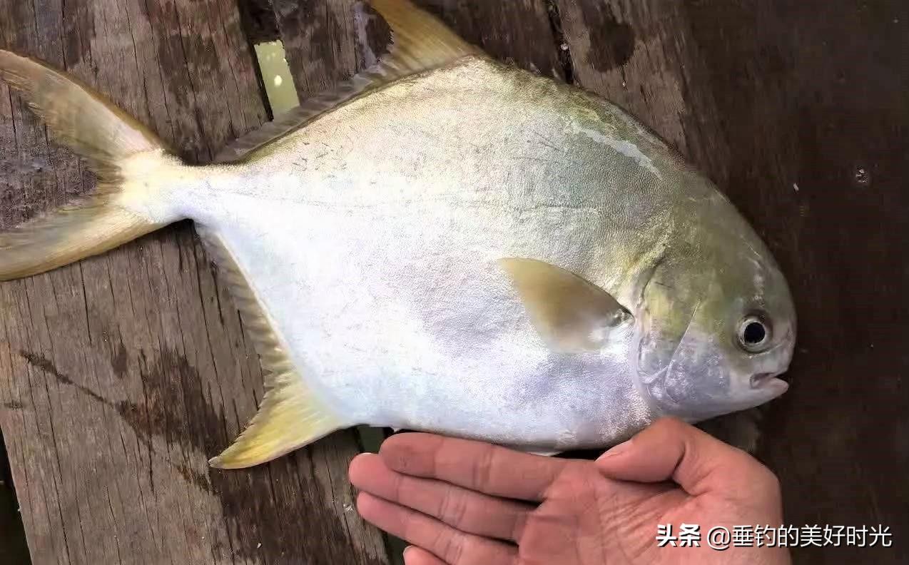 金鲳鱼在海鲜市场比较常见,食人是淡水的霸一种海鱼而并非淡水鱼.