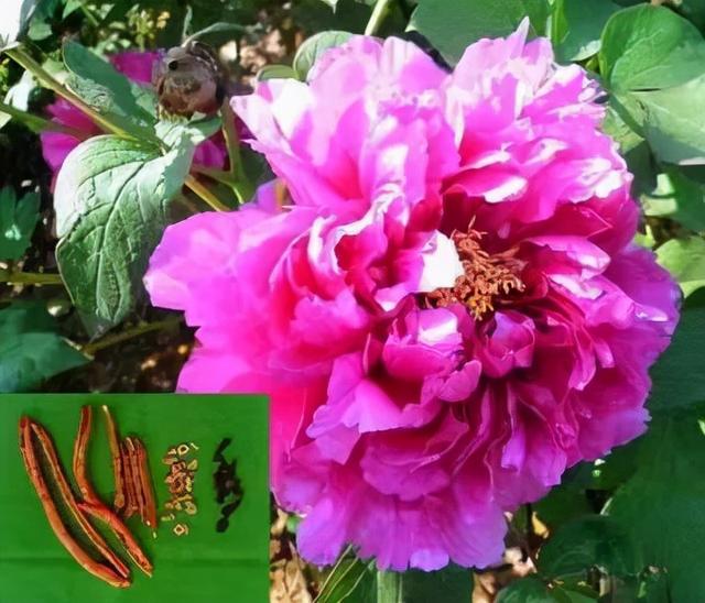 丹皮的功效与作用，泽泻的功效与作用（凉血活血瘀可除）