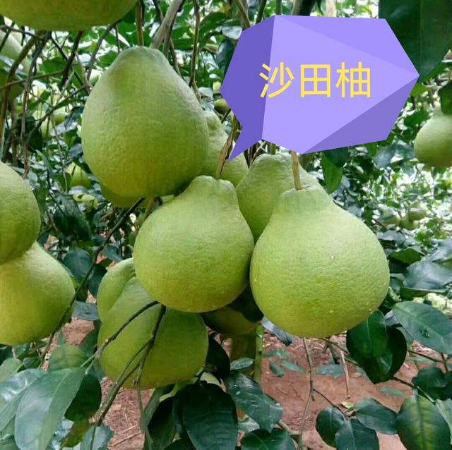 柚子类包括哪些，看果皮怎么区分它们