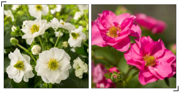 草莓品种介绍，适合南方种植的草莓品种（易养易爆盆）