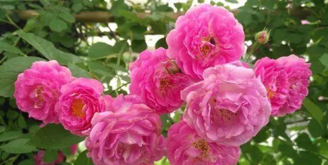 蔷薇扦插生根最快方法，蔷薇花如何扦插（夏季只需这样做）