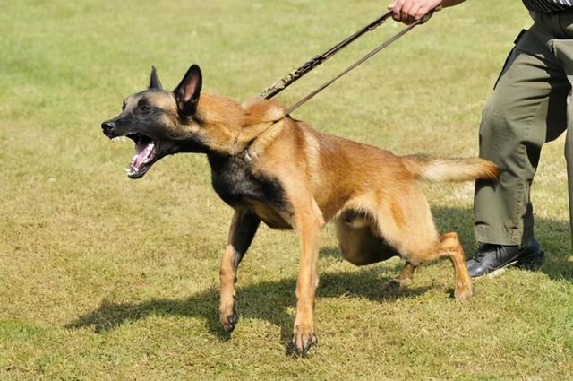 适合独居女生养的护卫犬，女生独居养什么狗防身（这些安全感满满的狗）