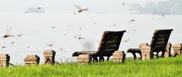 蜻蜓的特点是什么，蜻蜓的特点是什么技能（蜻蜓的特点是什么）