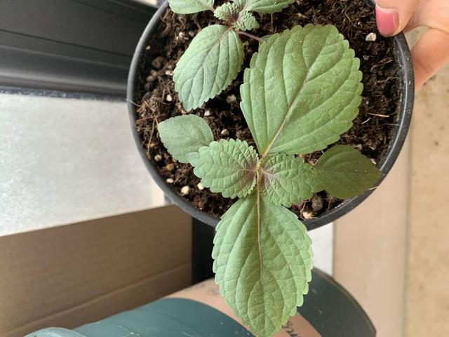 紫苏叶（紫苏叶图片，吃一点解腻理气还消火（紫苏 紫苏叶）