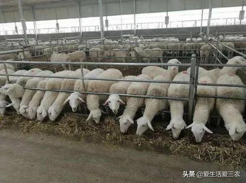 致富经项目(致富经一亩地赚40万)