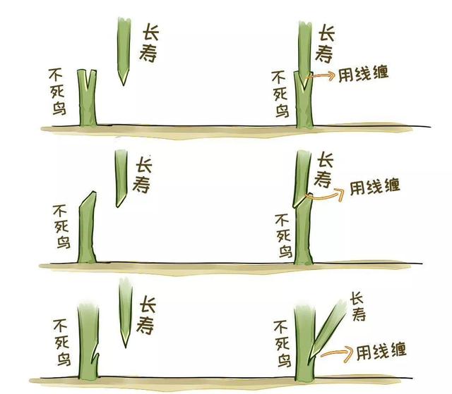 最漂亮的棒棒糖图片，如何画出漂亮的棒棒糖（长寿花半年养成“长寿树”）
