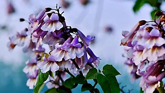 泡桐花（泡桐花花语，泡桐花～紫瓣黄蕊胭脂韵（泡桐花花语是什么）