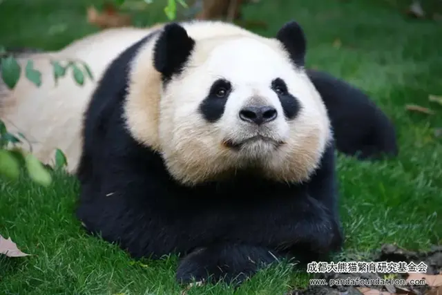 哈哈哈，精致熊猫女孩的一天。，哈哈哈哈哈第一季免费观看（，“猪猪”女孩——“雅竹”图片）