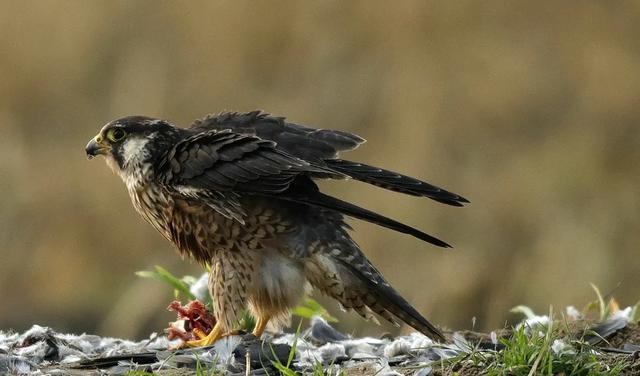 隼是什么鸟，生物演化史上的速度巅峰（隼是什么鸟吃什么食物）