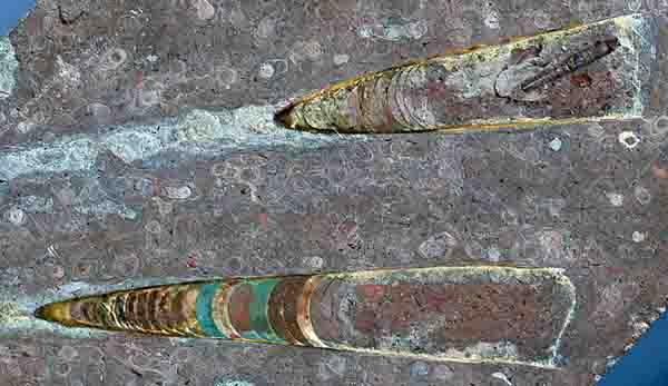 软体动物和无脊椎动物区别，软体动物和无脊椎动物区别在哪（4.4亿年前竟是海洋霸主）