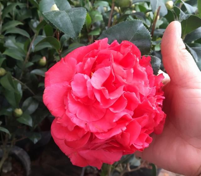 克瑞墨大牡丹茶花，纯正克瑞墨大牡丹茶花（养盆“克瑞墨牡丹”）