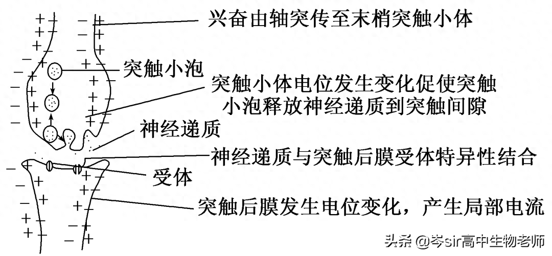 反射弧的结构，高中生物重点知识梳理