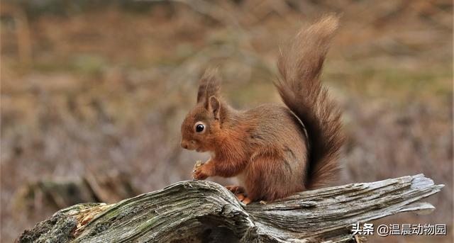 鸟是恒温动物吗（动物冬眠就是简单的冬天睡觉）