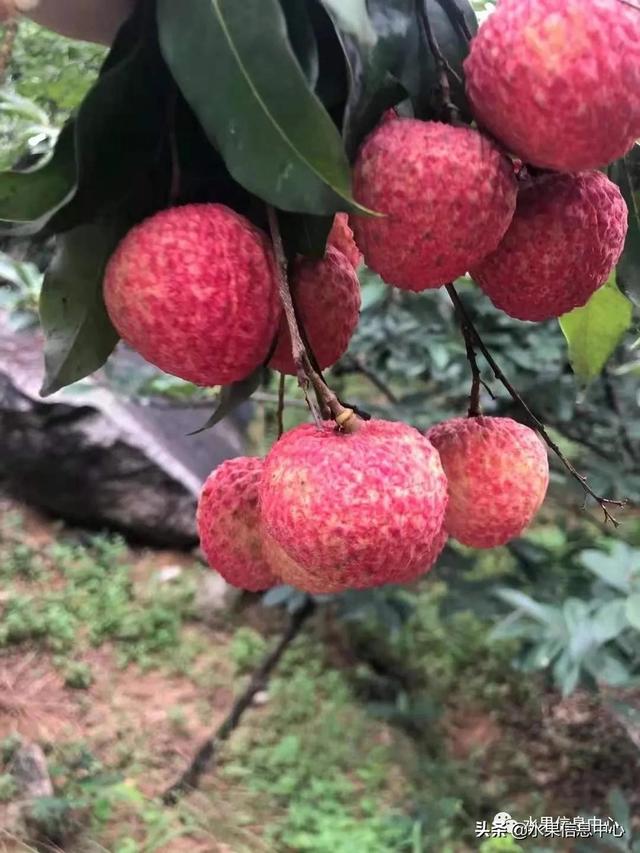 盘点15种常见荔枝，荔枝品种哪个最贵（桂味、糯米糍、新球蜜荔、无核荔枝等）