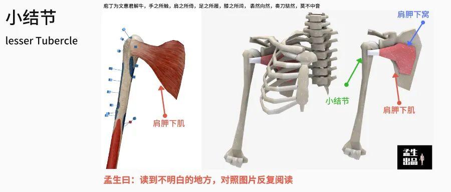 肱骨长是什么意思，股骨长是什么意思（肩关节肌骨解剖学——第三讲）