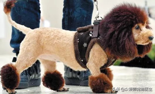 什么叫肉食犬，食肉犬有哪些（从生理学的角度给你介绍宠物狗）