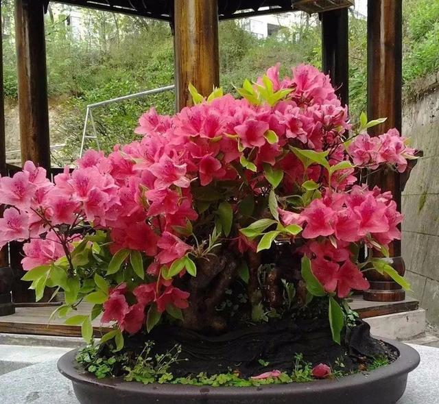 我国国花是什么花，中国国花是什么花（中国国花是什么花）