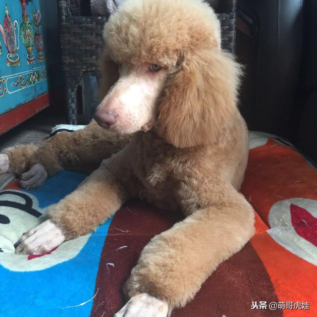 贵宾犬的造型修剪有哪些，巨型贵宾们剪毛前后对比