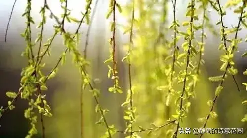 关于春天的诗歌，写给春天的诗歌仿写三年级（隔屏都感觉到了盎然生机与活力）