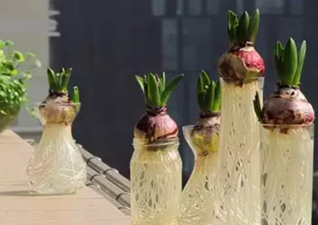 植物营养液配方，植物营养液的配置方法（将这8样\