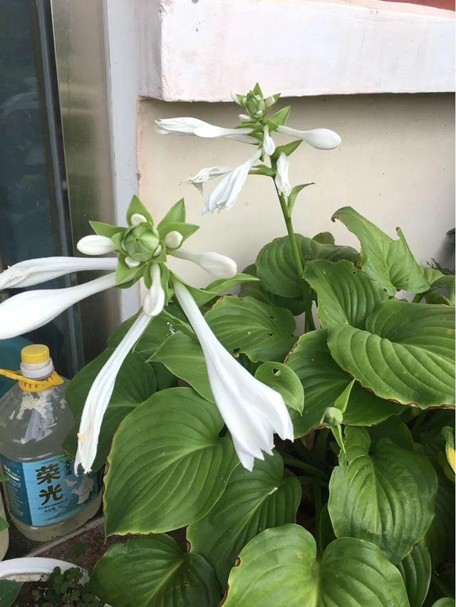 鸟尾花的繁育管理，鸟尾花 花期（30种耐阴花）