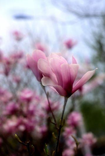 春天古诗25首简单的，关于春天的25首简单古诗有哪些（在诗韵中遇见最美的春天）