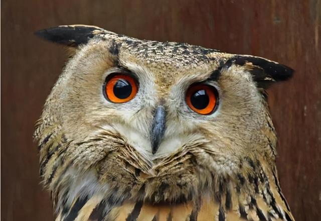 猫头鹰最怕什么东西，猫头鹰叫后多久会死人（晚上却能化身“黑夜使者”）