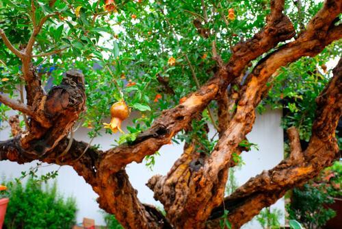 两棵枣树有何寓意 家里种两棵枣树有什么含义，两棵枣树有何寓意（俗话“庭院有四树）