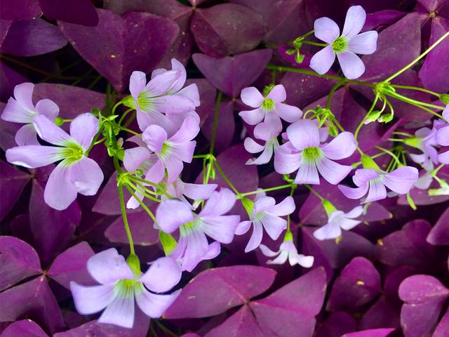 各种花的介绍资料，各种各样的花的介绍（花美叶也美的3种植物）