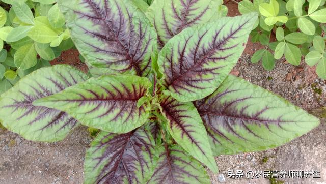 汉菜的作用和功效，汉菜的功效与作用（农村常见的苋菜为啥叫“长寿菜”）