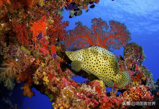 帕劳是什么国家，帕劳是什么国家帕劳人口面积（潜水胜地、上帝的水族馆、珊瑚伊甸园—帕劳是一个怎样的国家）