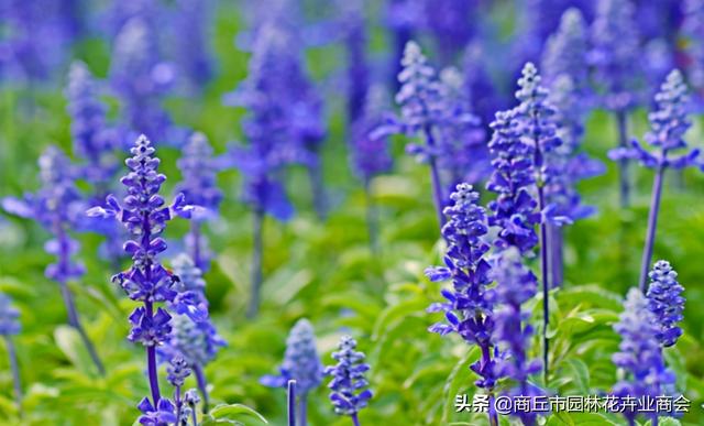 兰花鼠尾草是一种什么植物，兰花鼠尾草是一种什么植物呢（蓝花鼠尾草：我可不是薰衣草）