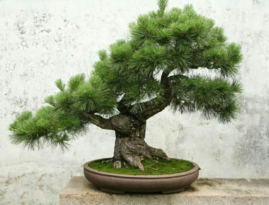 三,山松盆景养护