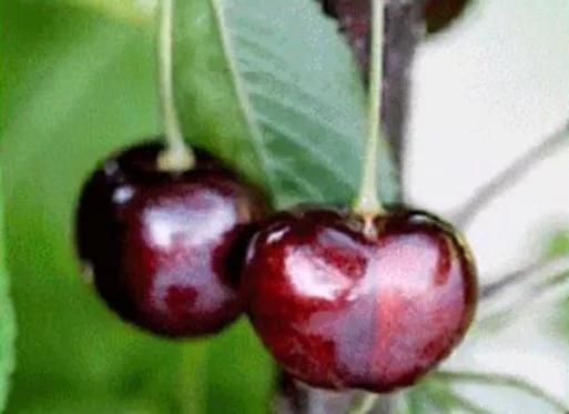 最甜的樱桃品种是哪几种，全球极具潜力的十个甜樱桃品种